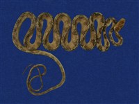 藏品(大頭蛇)的圖片